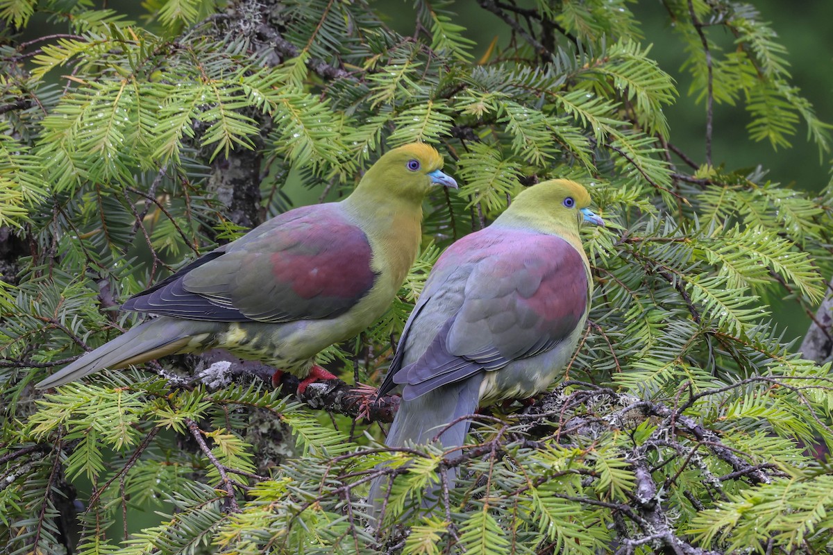 Wedge-tailed Green-Pigeon - ML620524395