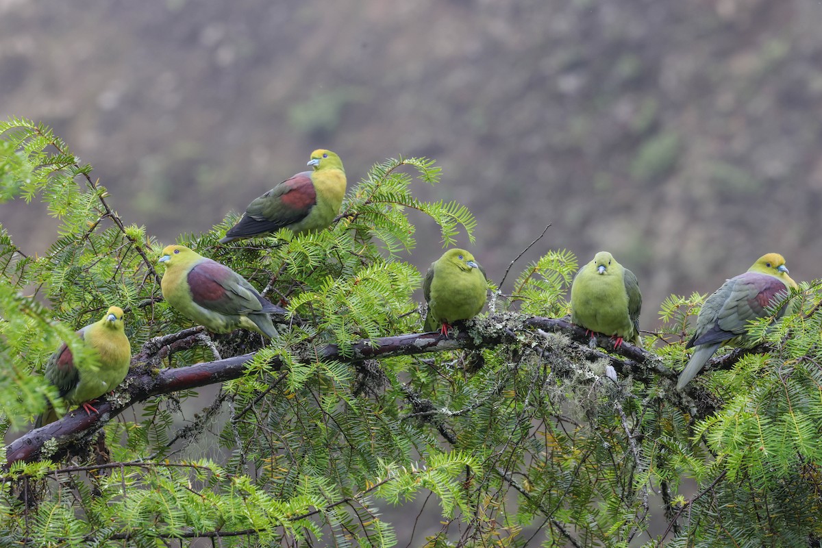 Wedge-tailed Green-Pigeon - ML620524397