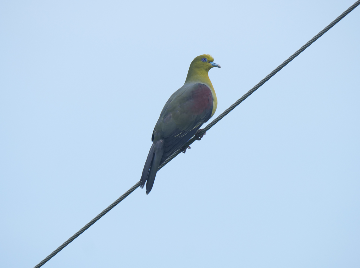 White-bellied Green-Pigeon - ML620524398