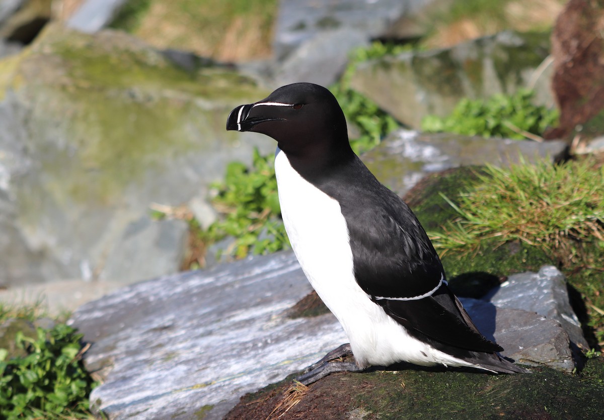 Razorbill - ML620524400