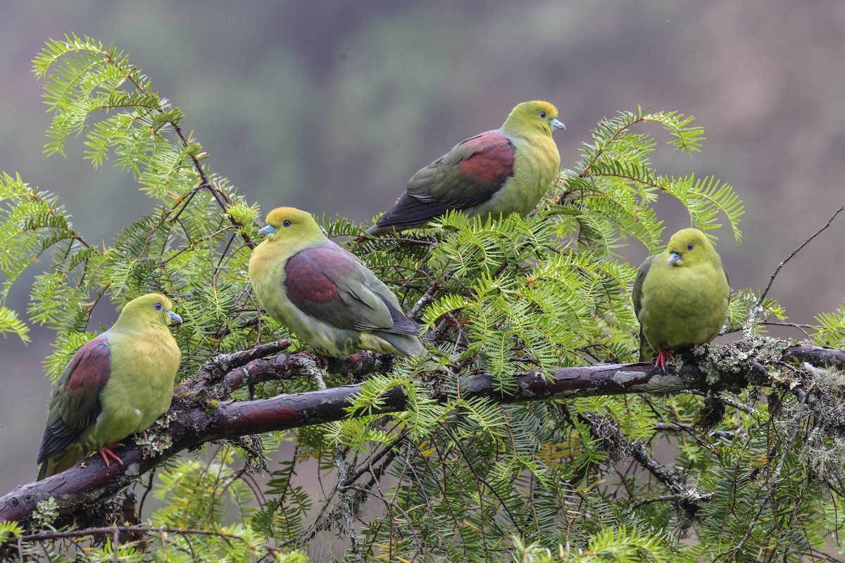 Wedge-tailed Green-Pigeon - ML620524402