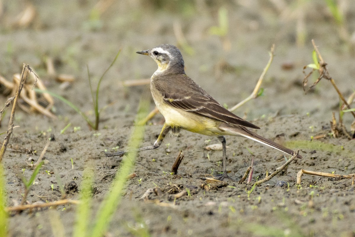 Western Yellow Wagtail - ML620524415