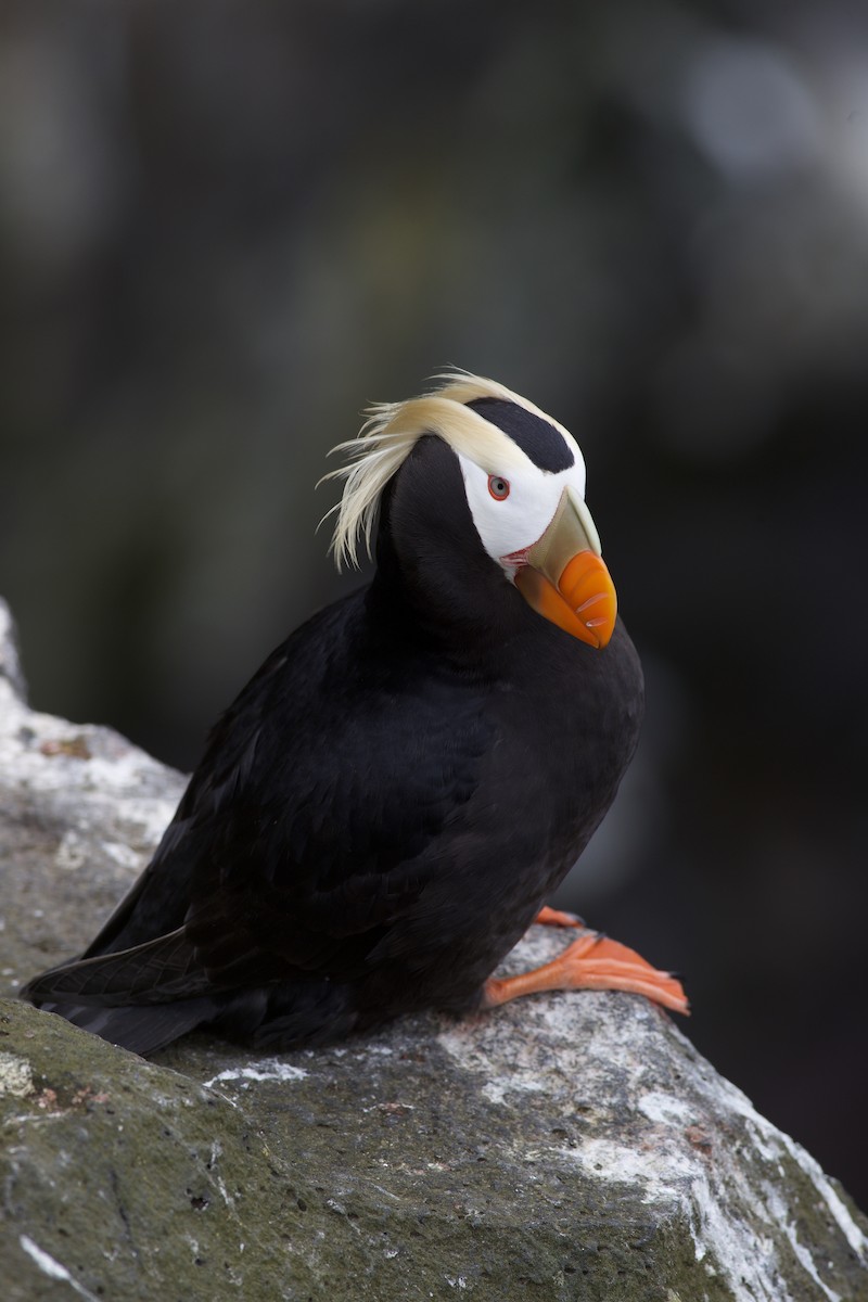 Tufted Puffin - ML620524416