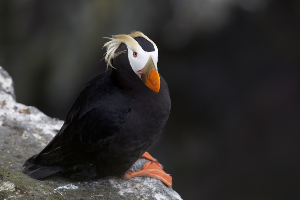 Tufted Puffin - ML620524417