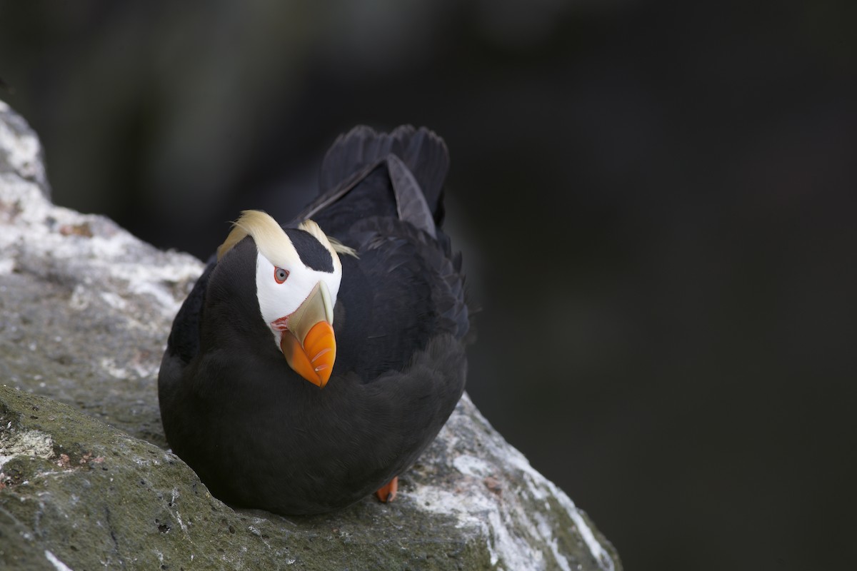 Tufted Puffin - ML620524419