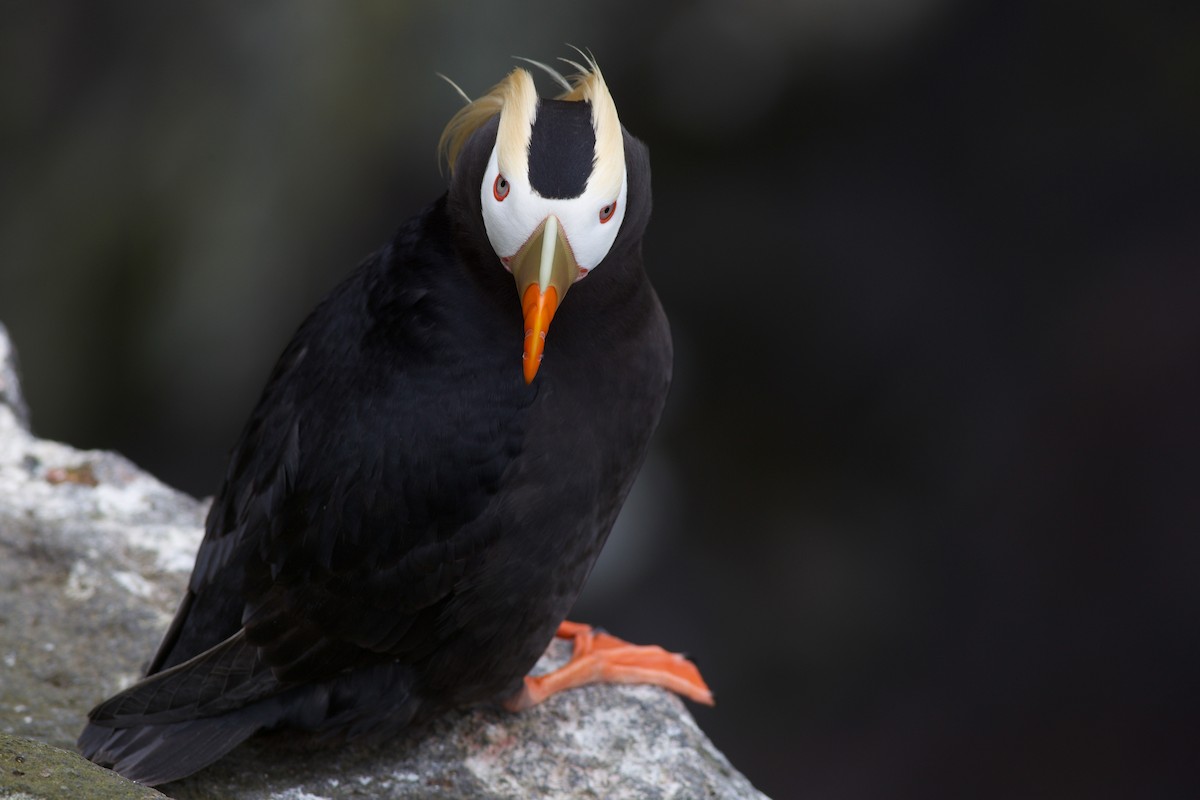 Tufted Puffin - ML620524420