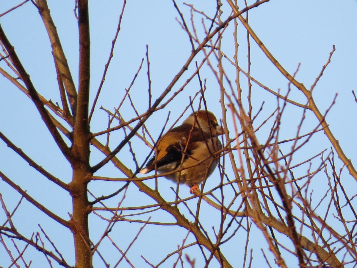 Hawfinch - ML620524429