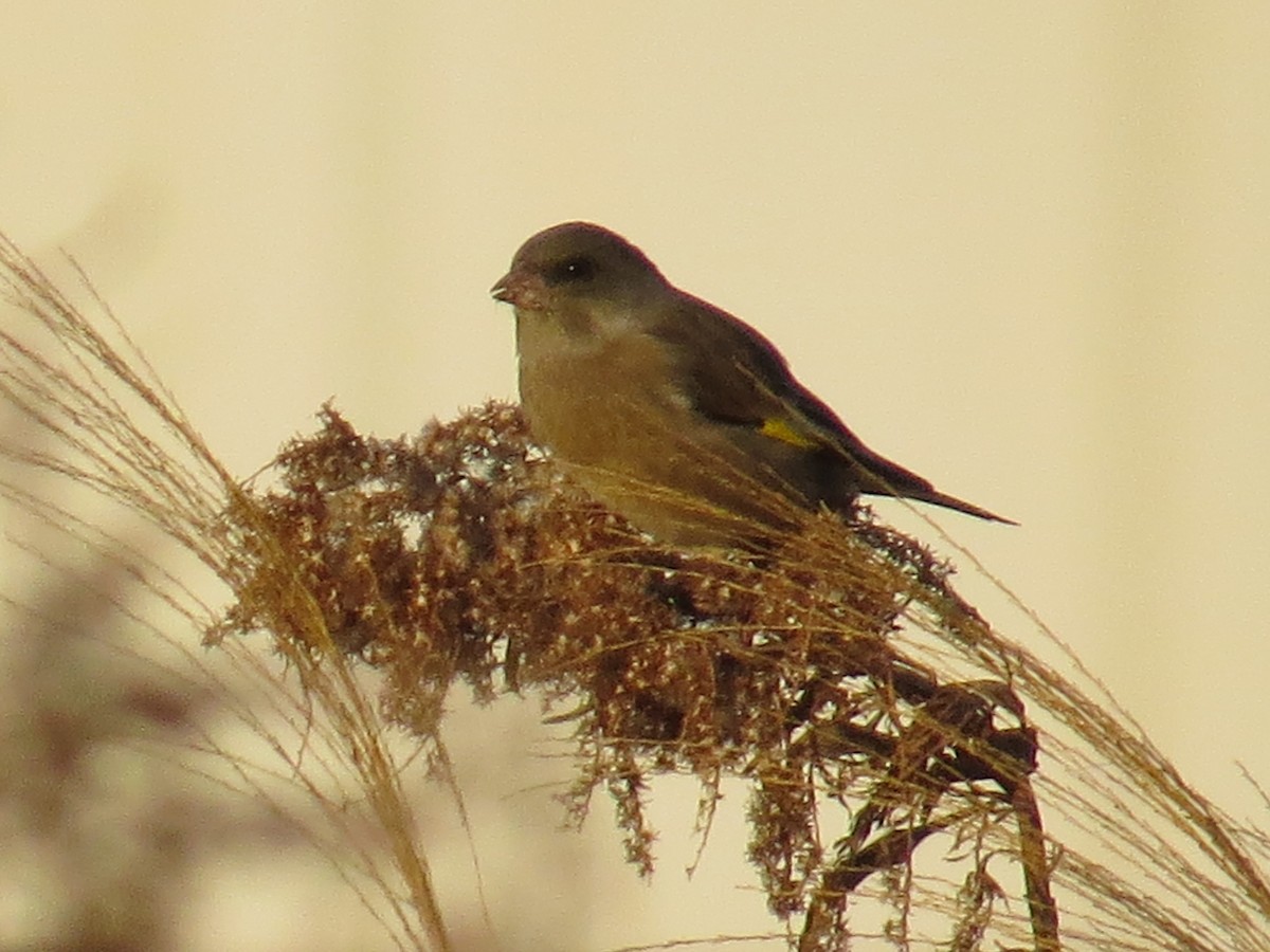 Oriental Greenfinch - ML620524433