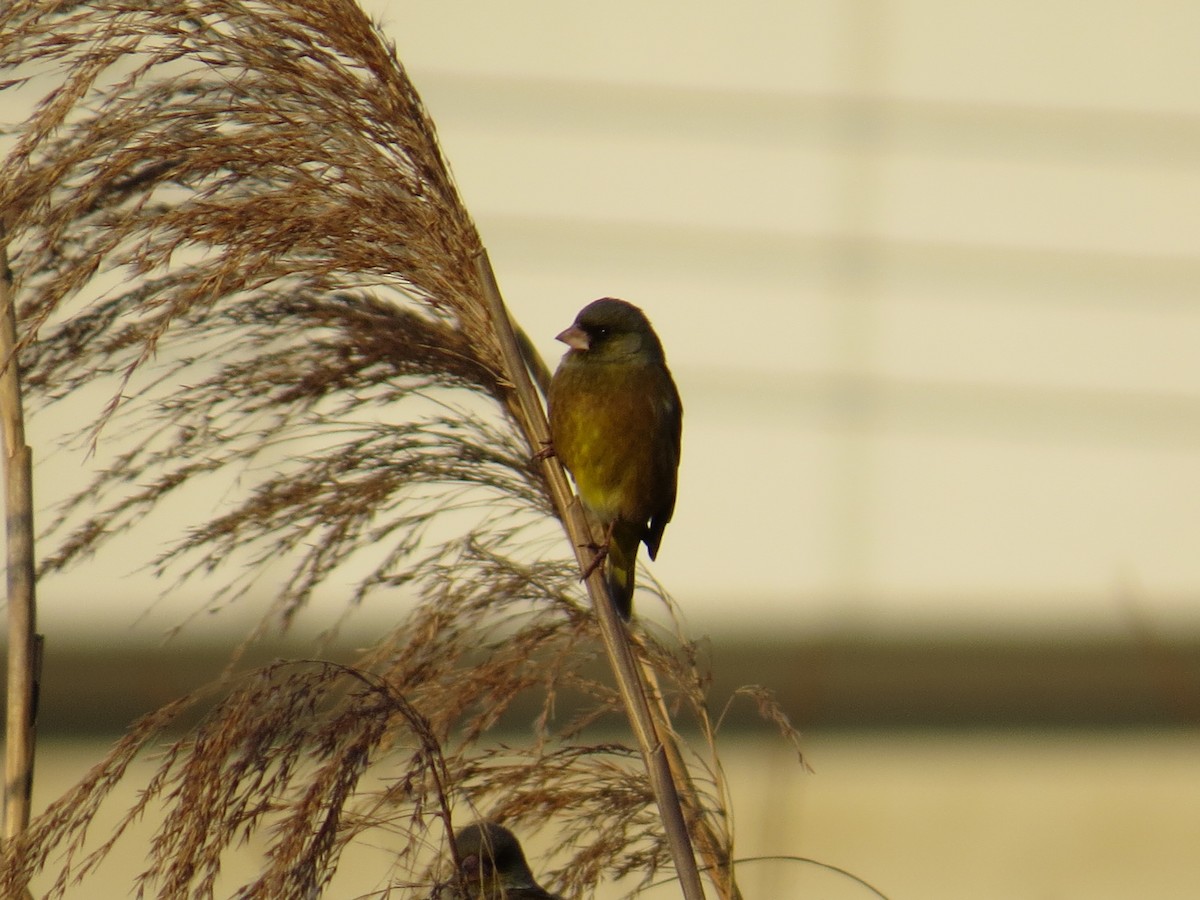 Oriental Greenfinch - ML620524434