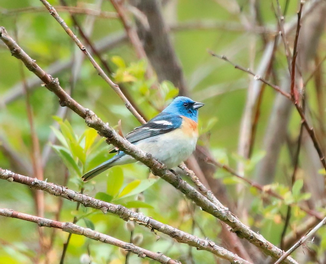 Lazuli Bunting - ML620524443