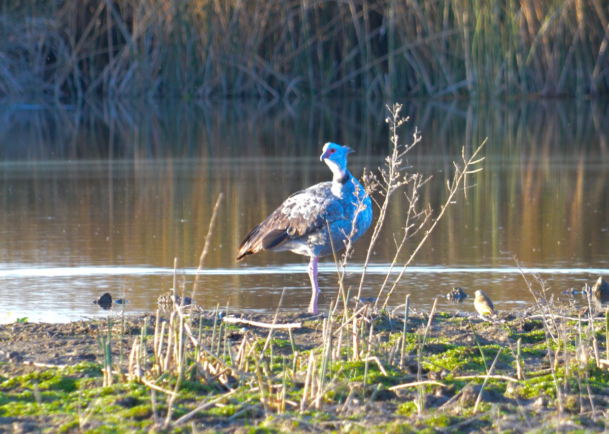 Southern Screamer - ML620524444