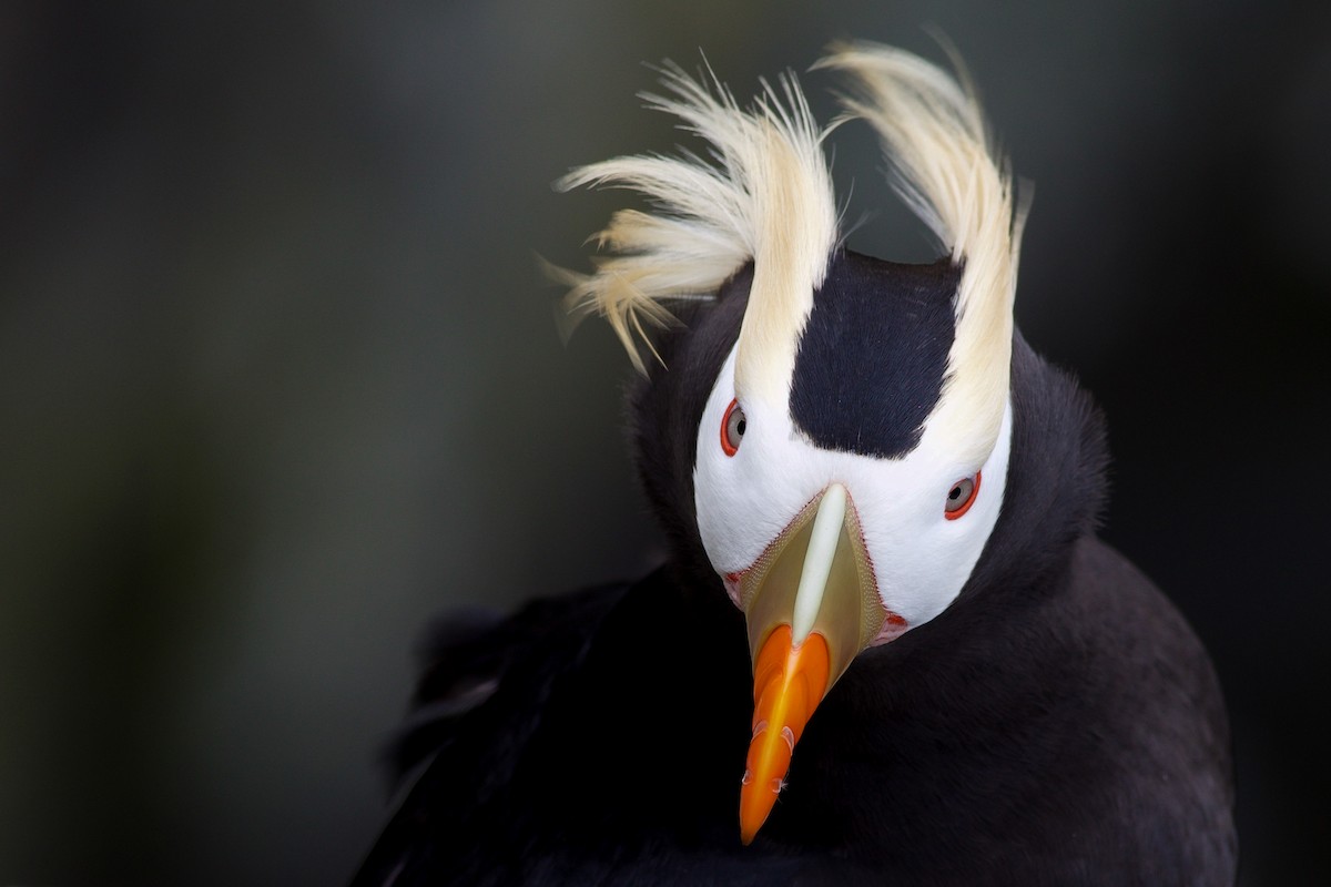 Tufted Puffin - ML620524445