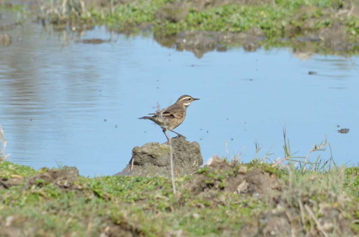 Buff-winged Cinclodes - ML620524453