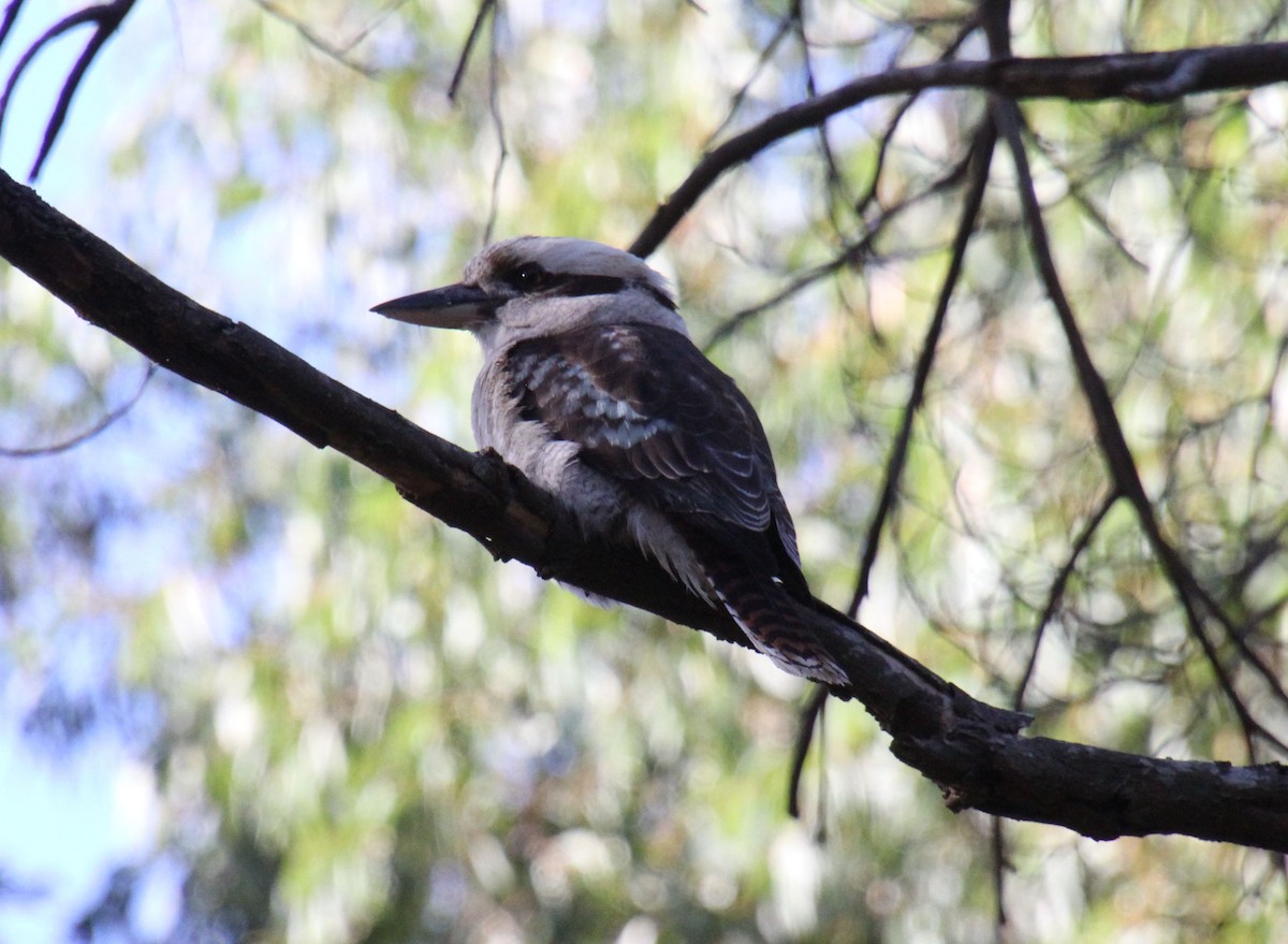 Laughing Kookaburra - ML620524461