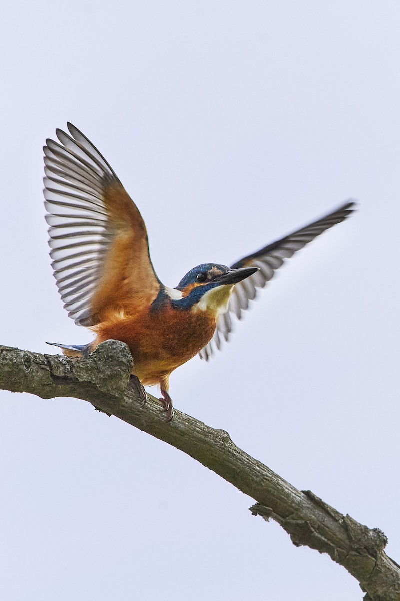 Common Kingfisher - Monika Kolodziej