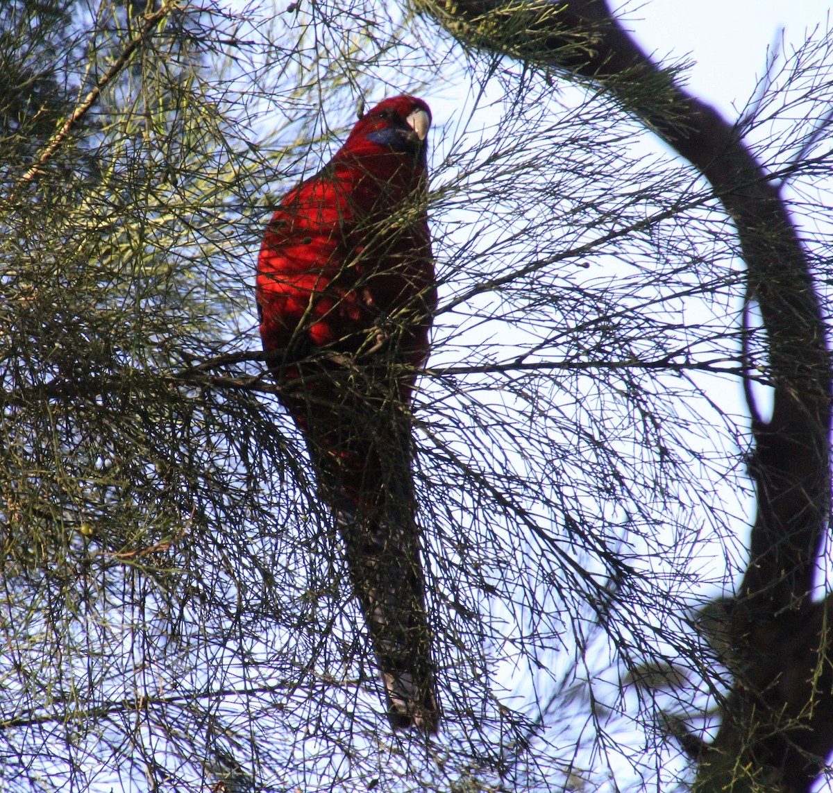 Crimson Rosella - ML620524464