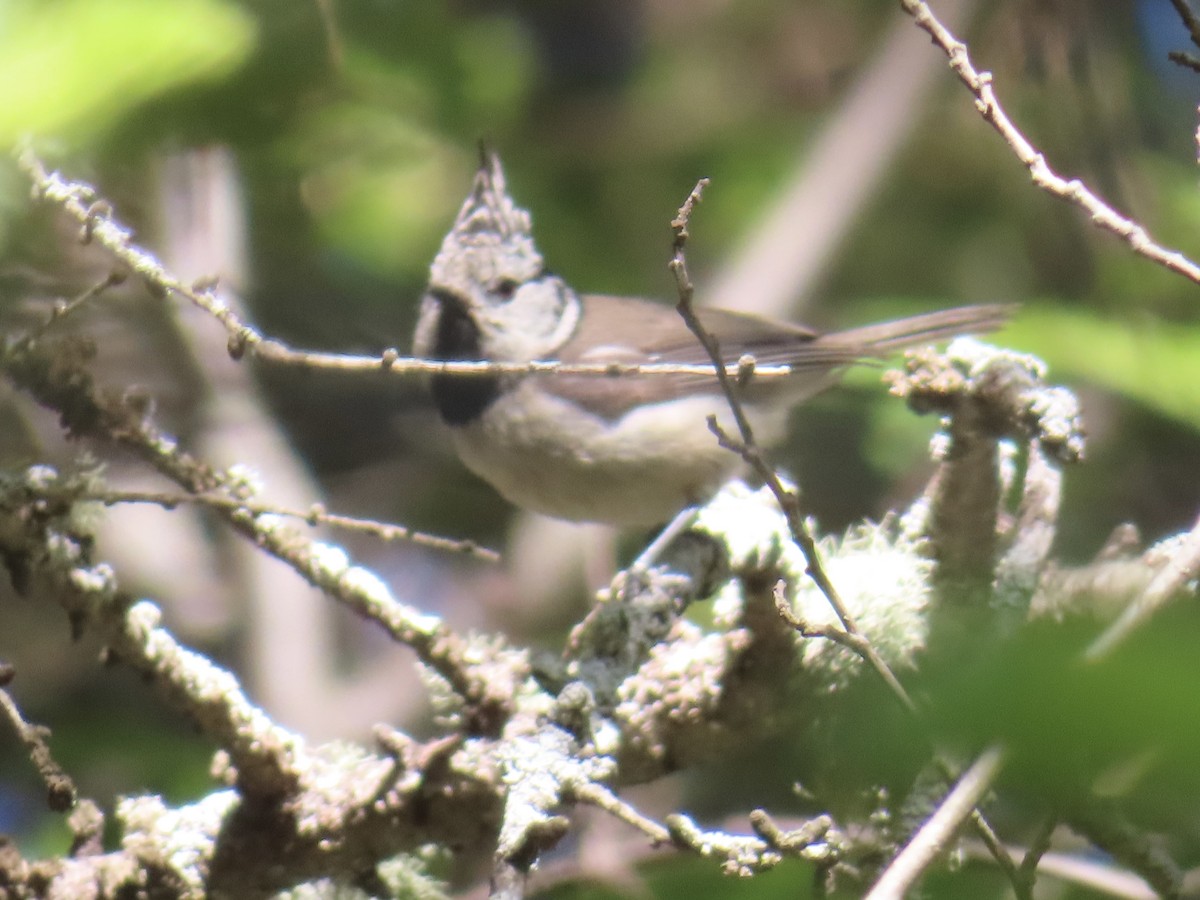 Crested Tit - Eric Liebgold