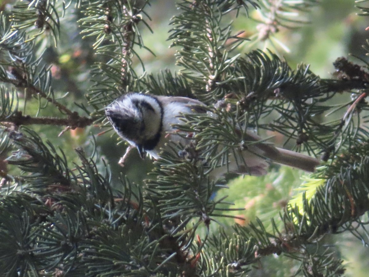 Crested Tit - ML620524467