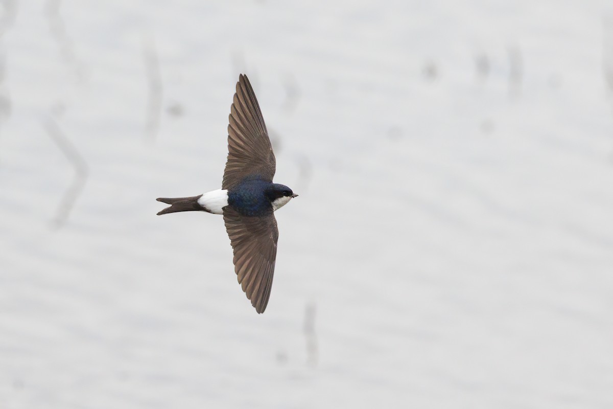 Western House-Martin - ML620524469