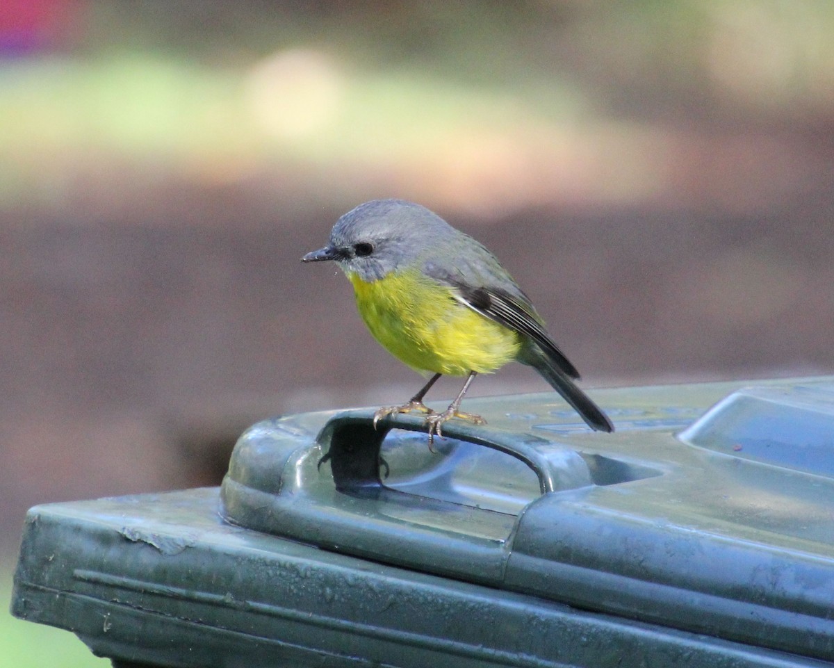 Eastern Yellow Robin - ML620524470