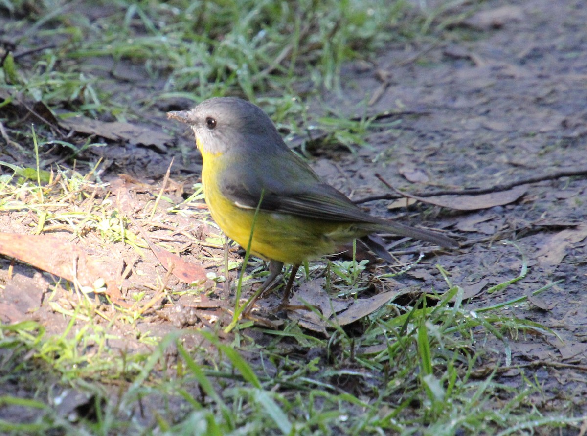 Miro à poitrine jaune - ML620524471