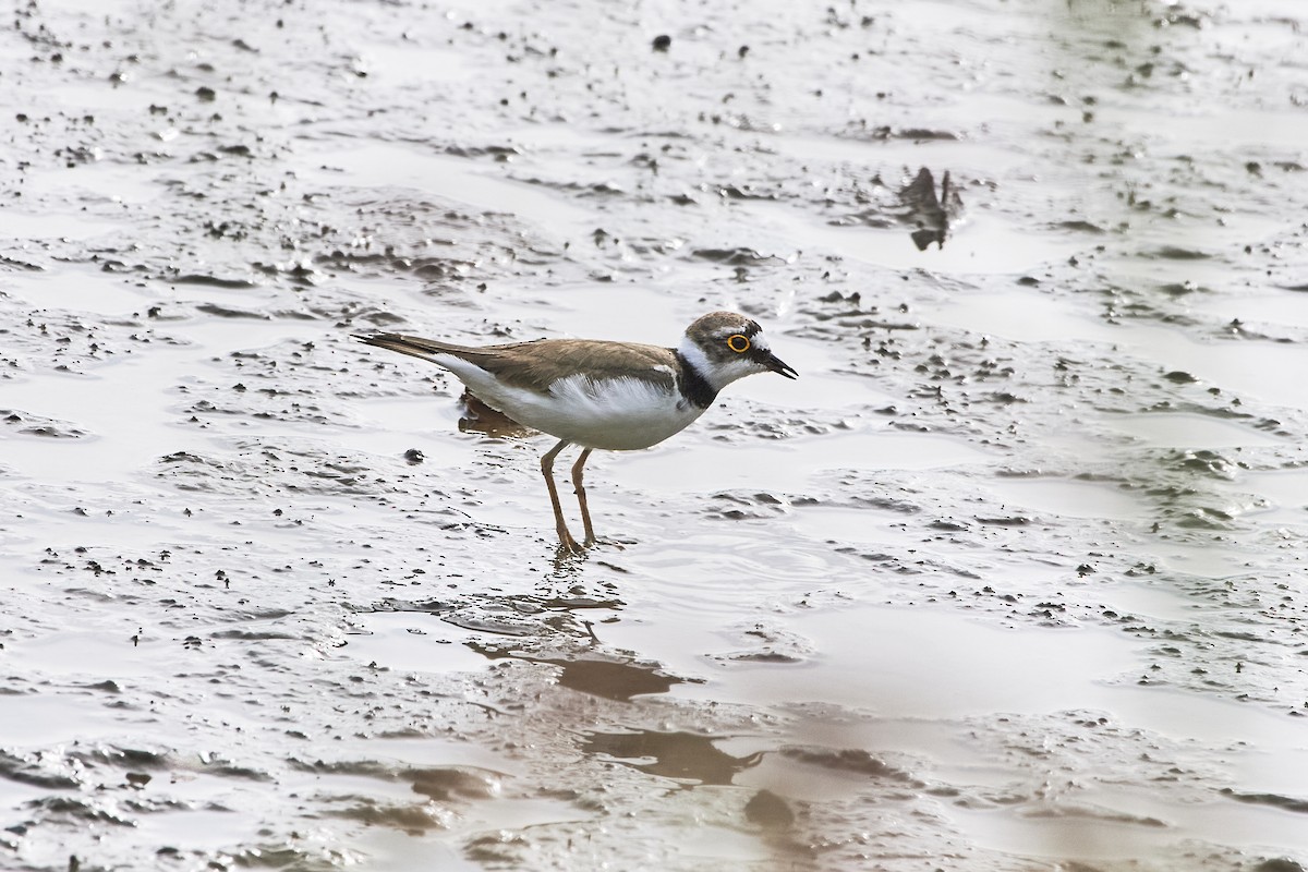 Little Ringed Plover - ML620524475