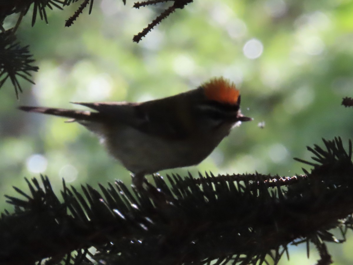 Common Firecrest - ML620524476