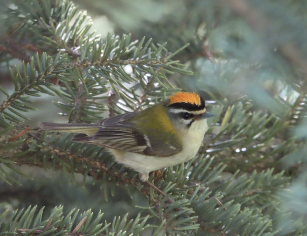 Common Firecrest - ML620524478