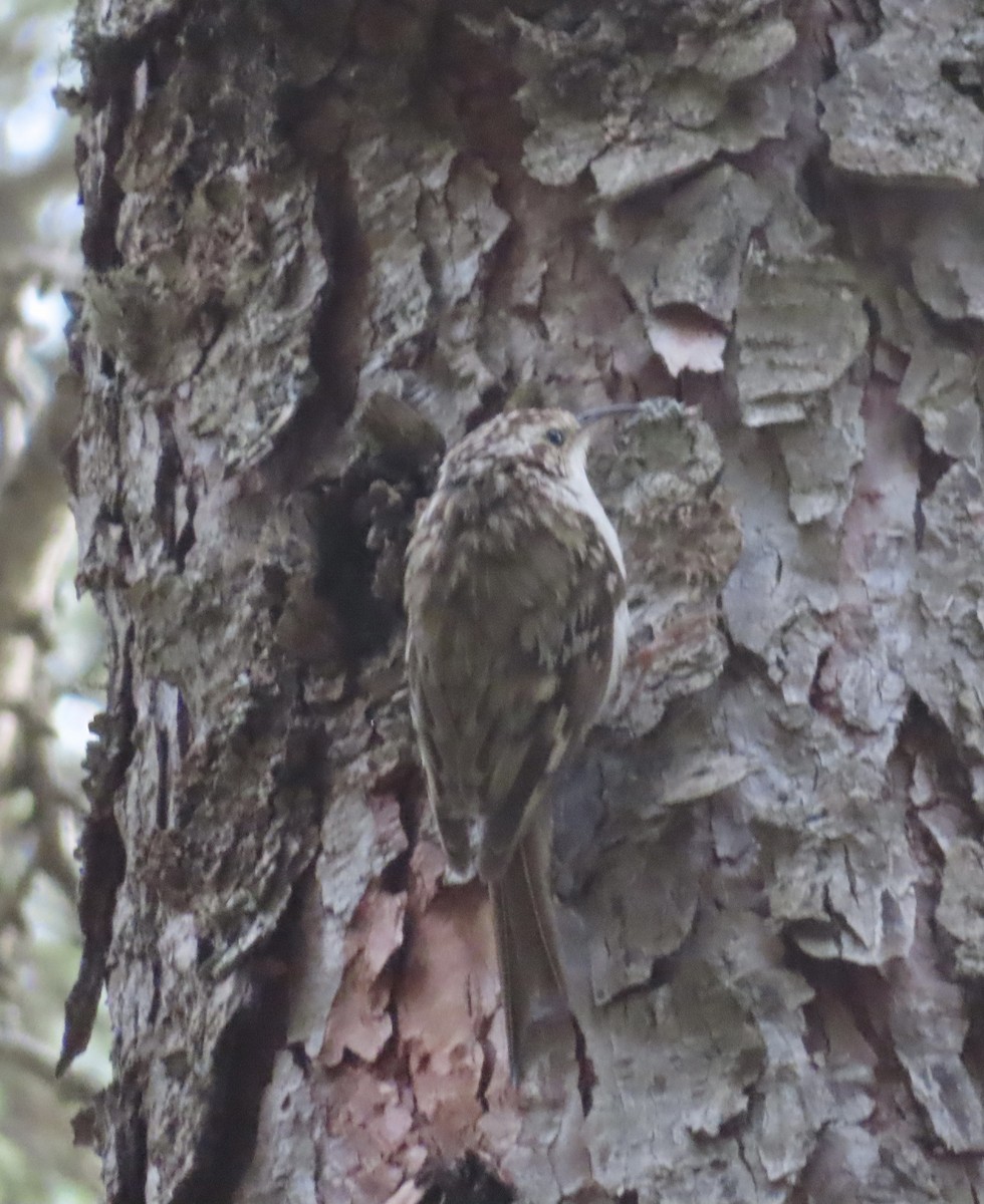 Eurasian Treecreeper - ML620524483