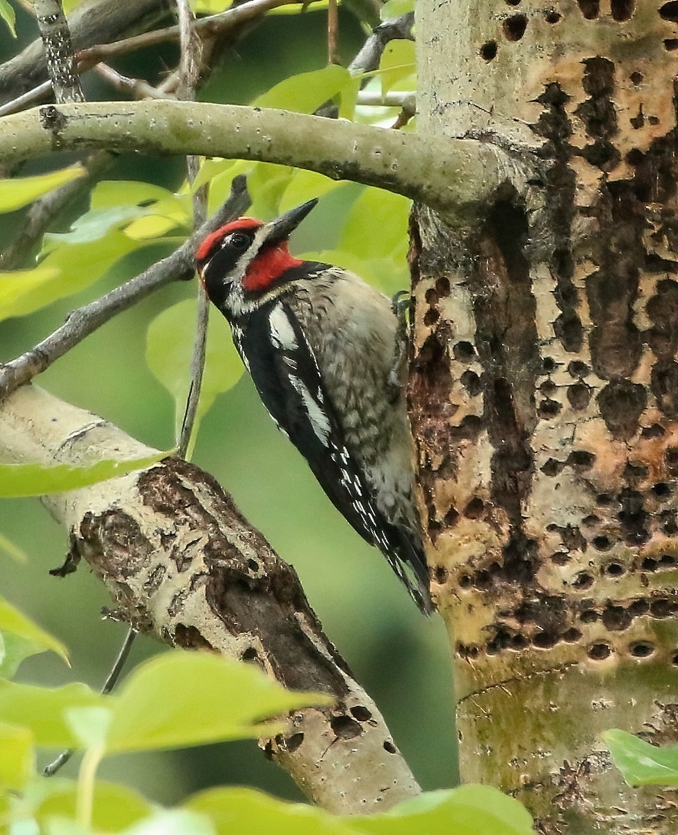 Red-naped Sapsucker - ML620524484