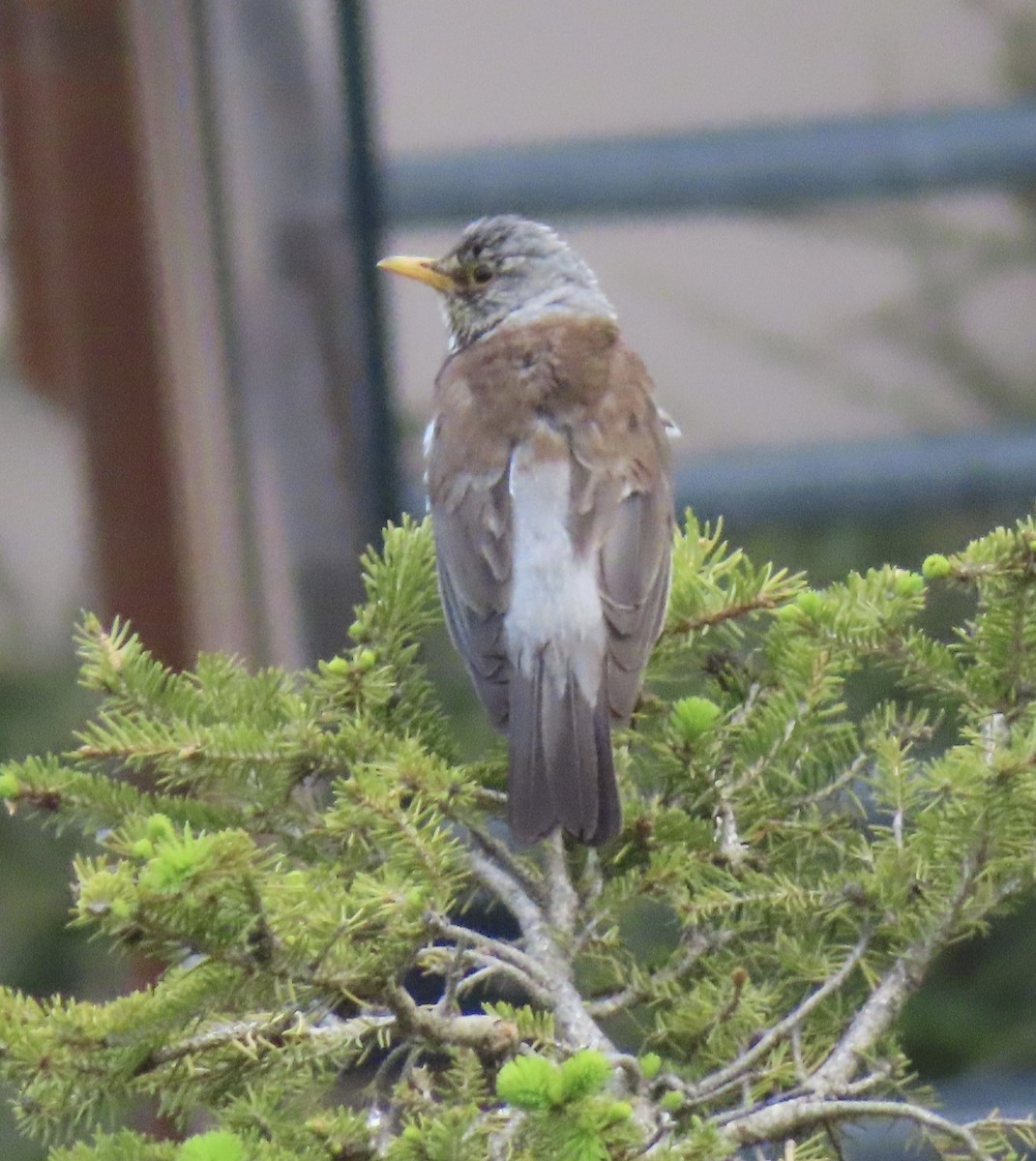 Fieldfare - ML620524496