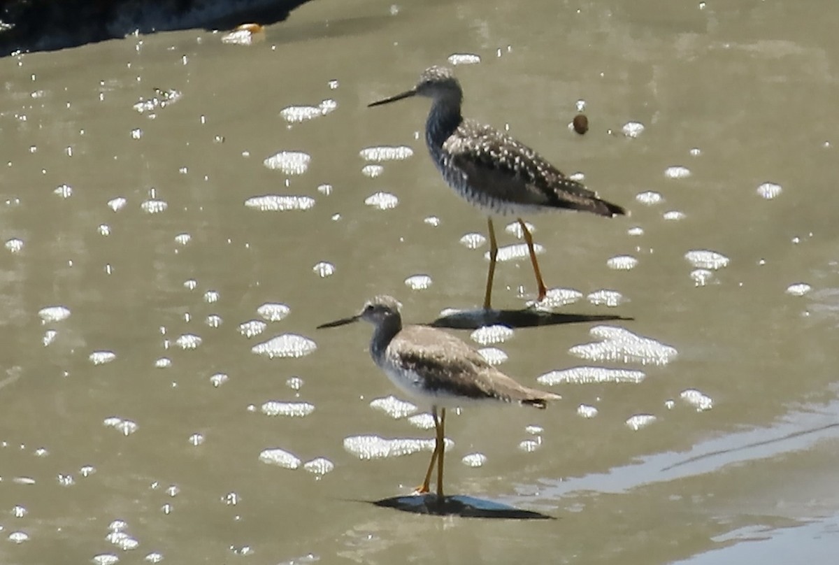 Greater Yellowlegs - ML620524497