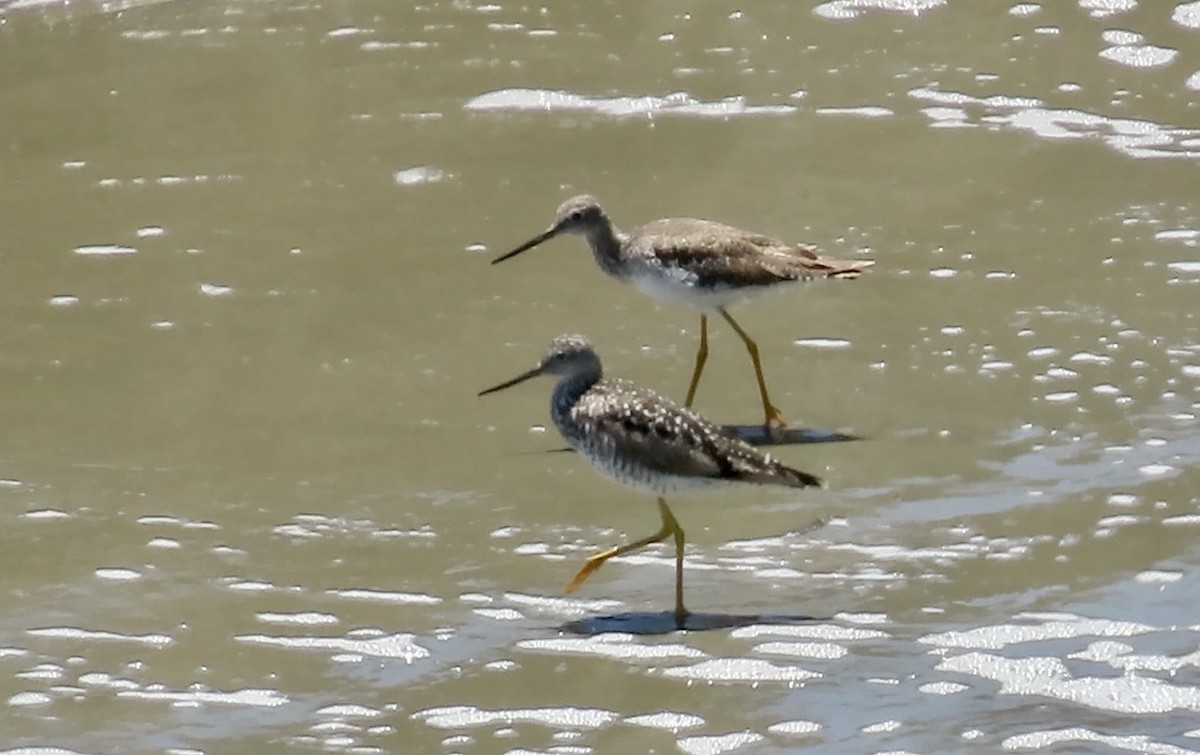 Greater Yellowlegs - ML620524499