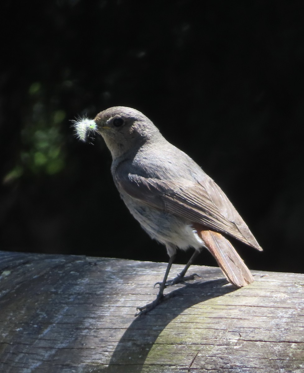 Colirrojo Tizón (gibraltariensis/aterrimus) - ML620524508