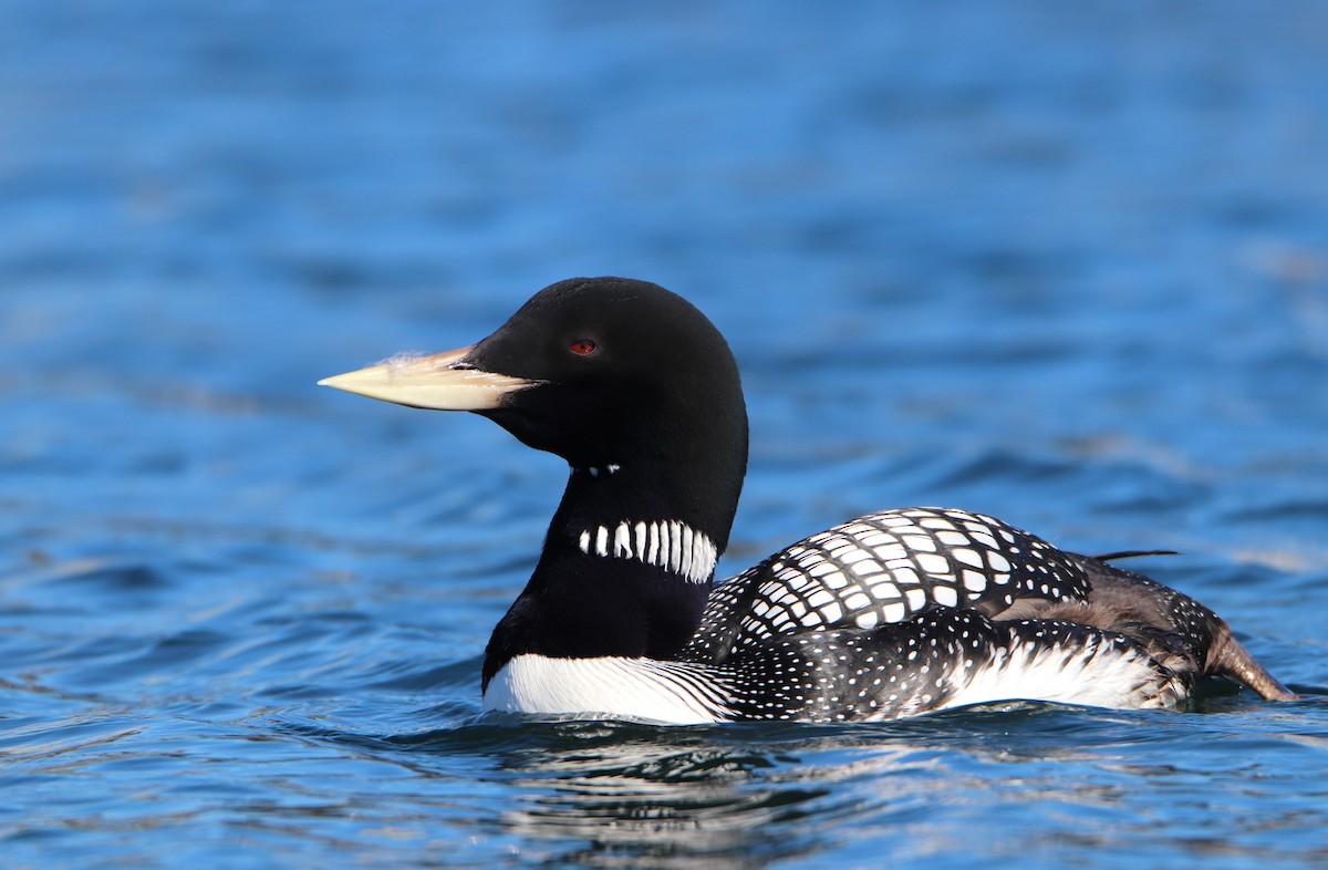 Yellow-billed Loon - ML620524511