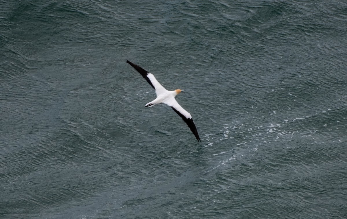 Australasian Gannet - ML620524518