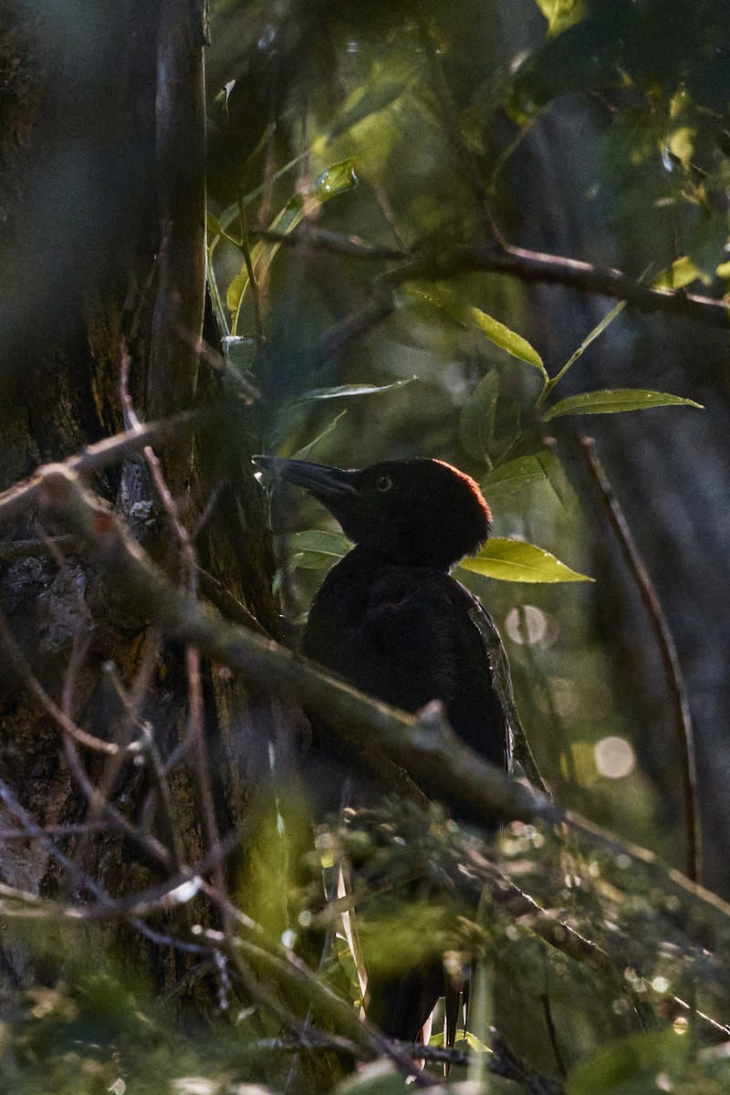 Black Woodpecker - ML620524535