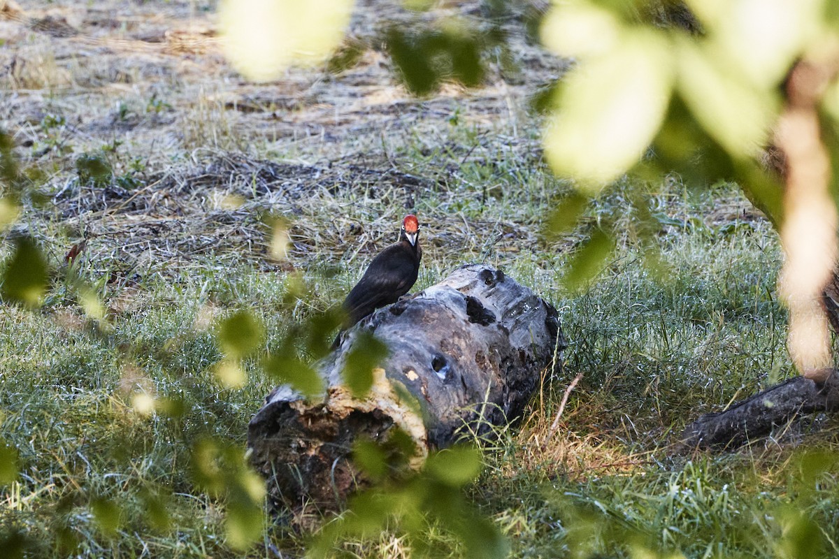 Black Woodpecker - ML620524536