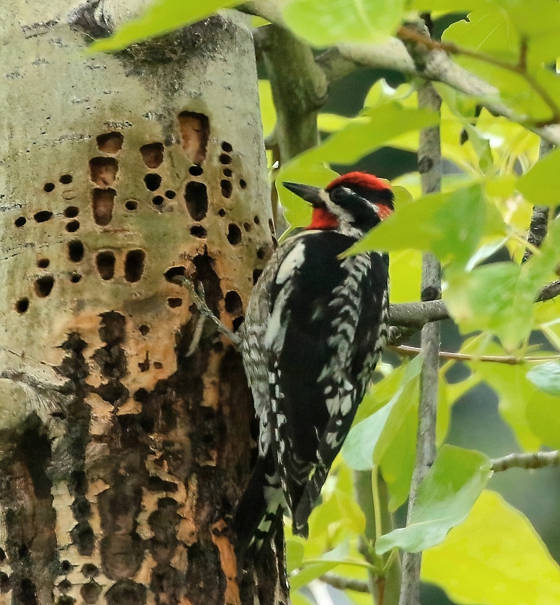 Red-naped Sapsucker - ML620524539