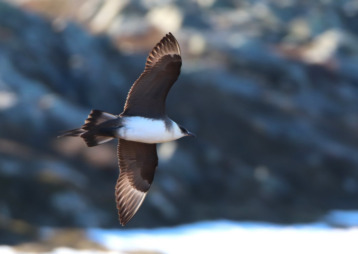 Parasitic Jaeger - ML620524540