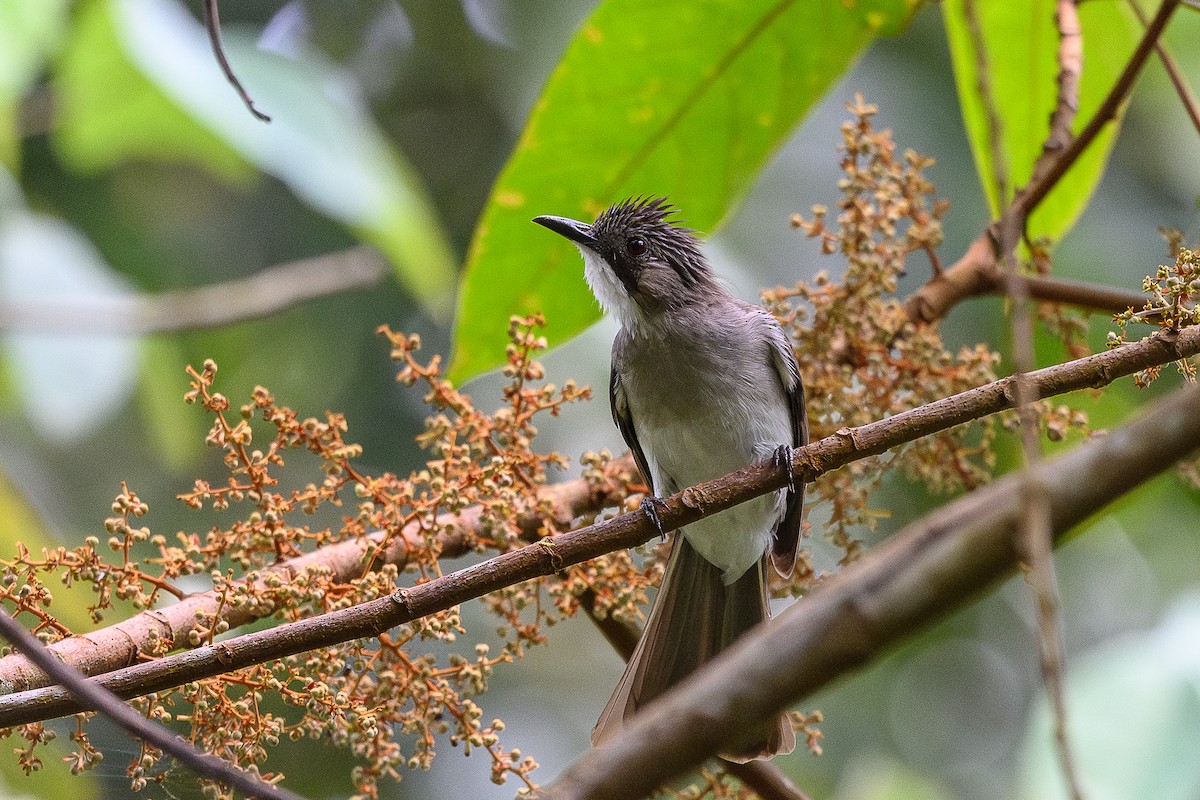 Bulbul Cinéreo - ML620524544