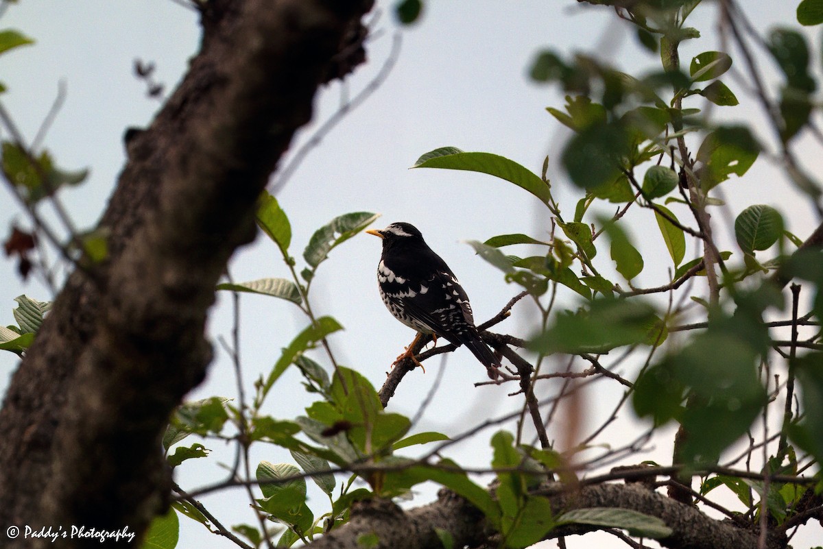 Pied Thrush - ML620524545