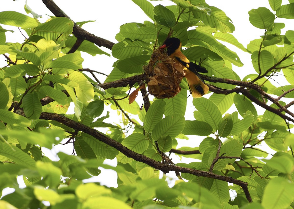 Black-hooded Oriole - ML620524549