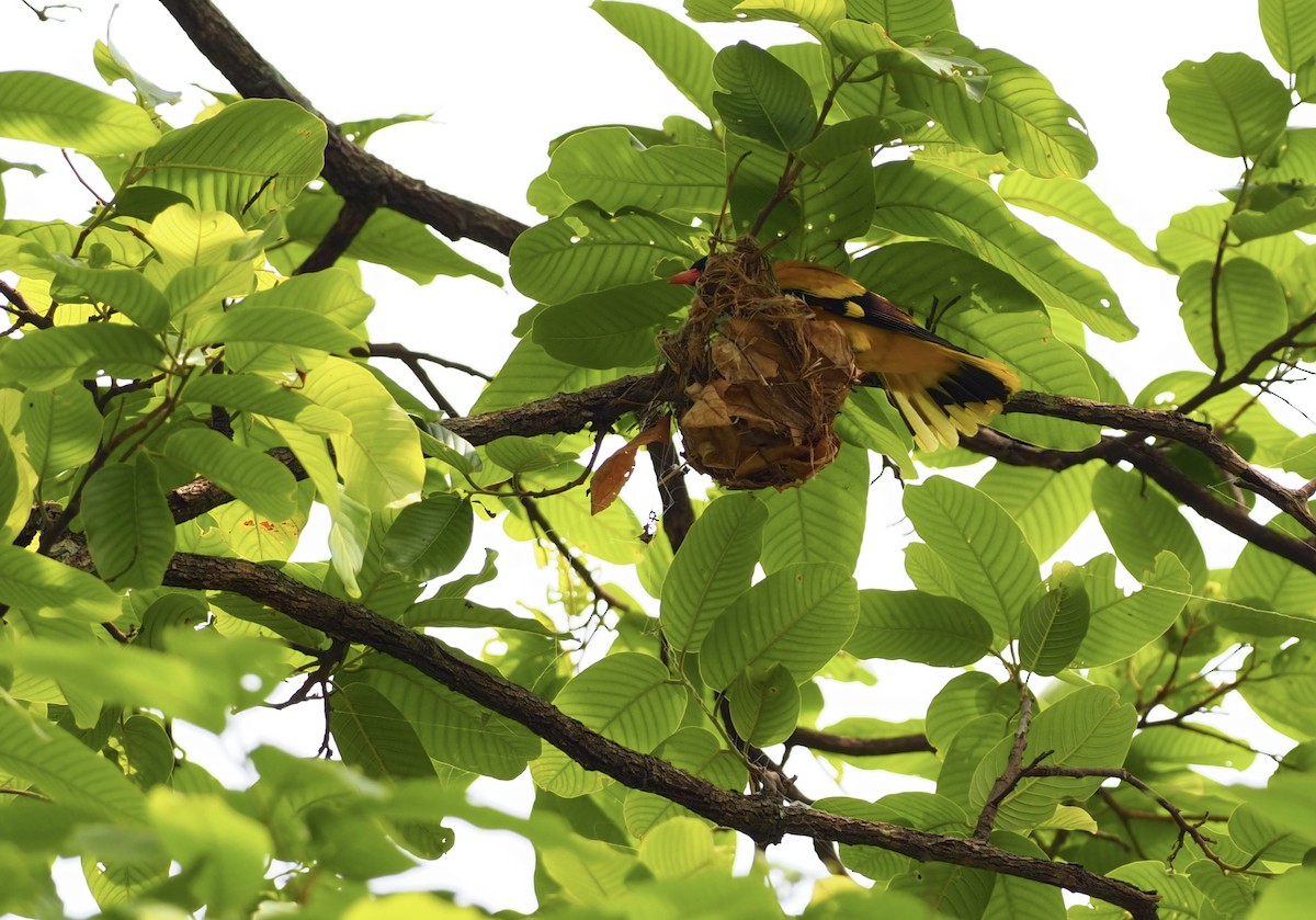 Black-hooded Oriole - ML620524550