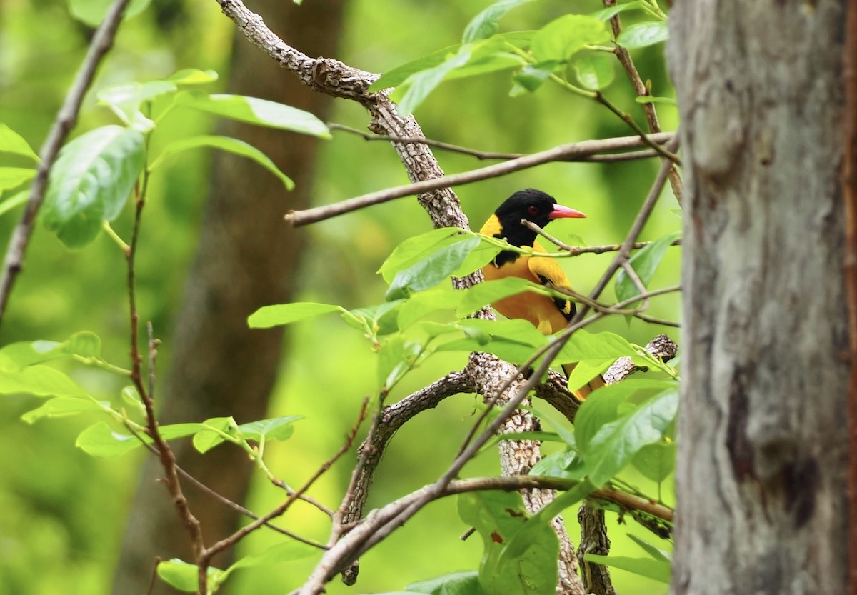 Black-hooded Oriole - ML620524551