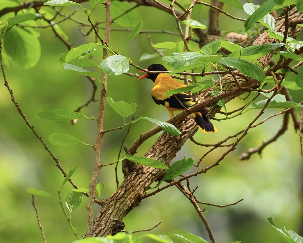 Black-hooded Oriole - ML620524553