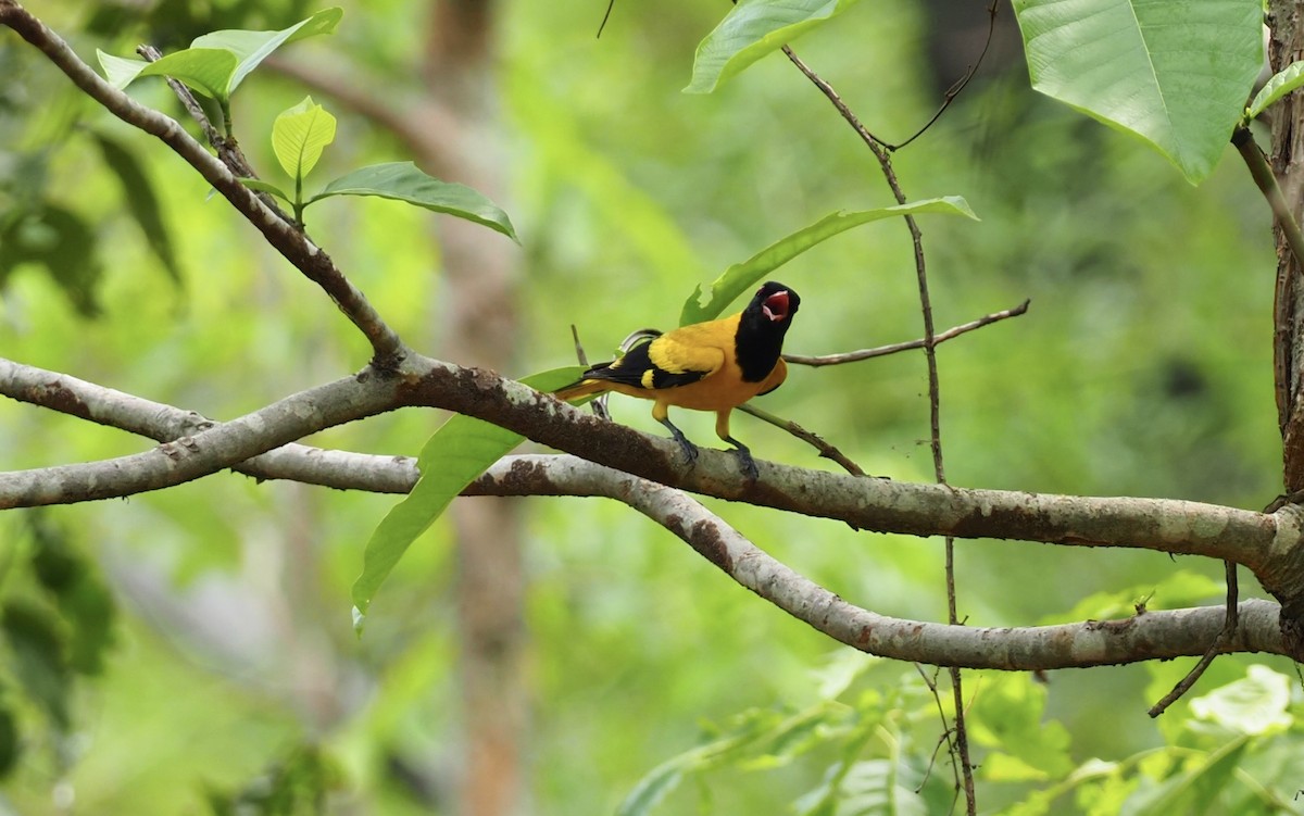 Black-hooded Oriole - ML620524554