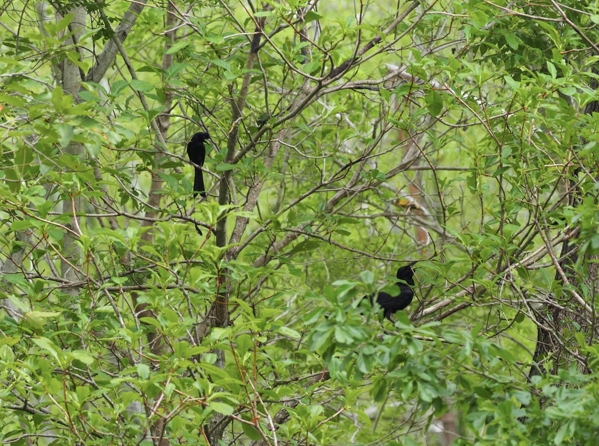 Greater Racket-tailed Drongo - ML620524561