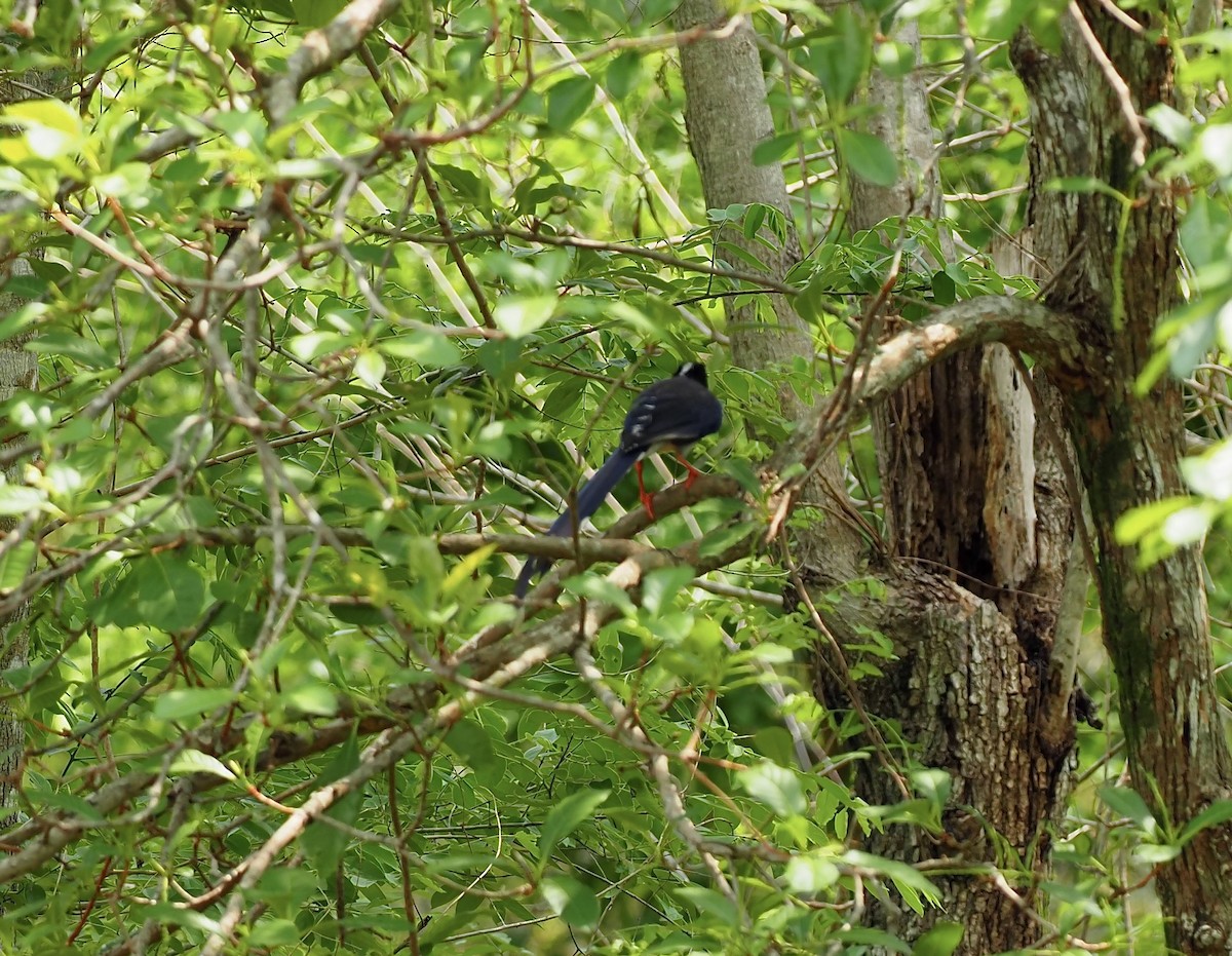 Red-billed Blue-Magpie - ML620524563