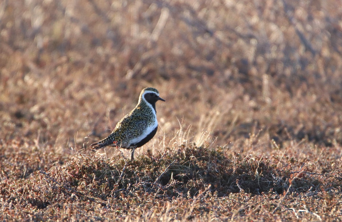 European Golden-Plover - ML620524566